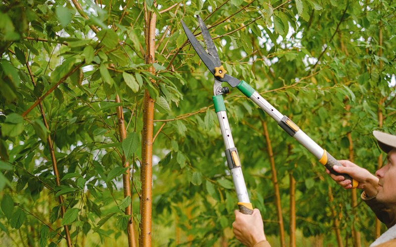 Tree trimming in Fruitland Park, FL